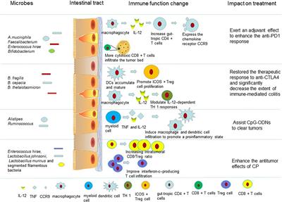 Gut Microbiota Shapes the Efficiency of Cancer Therapy